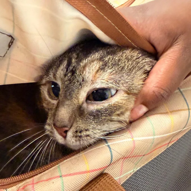 An adult large-sized female Tortoiseshell Domestic Short Hair cat named Keke for adoption in Philadelphia, PA