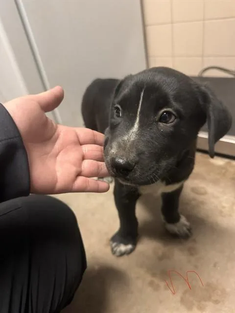 A baby medium-sized male Labrador Retriever dog named Oso for adoption in Estes Park, CO