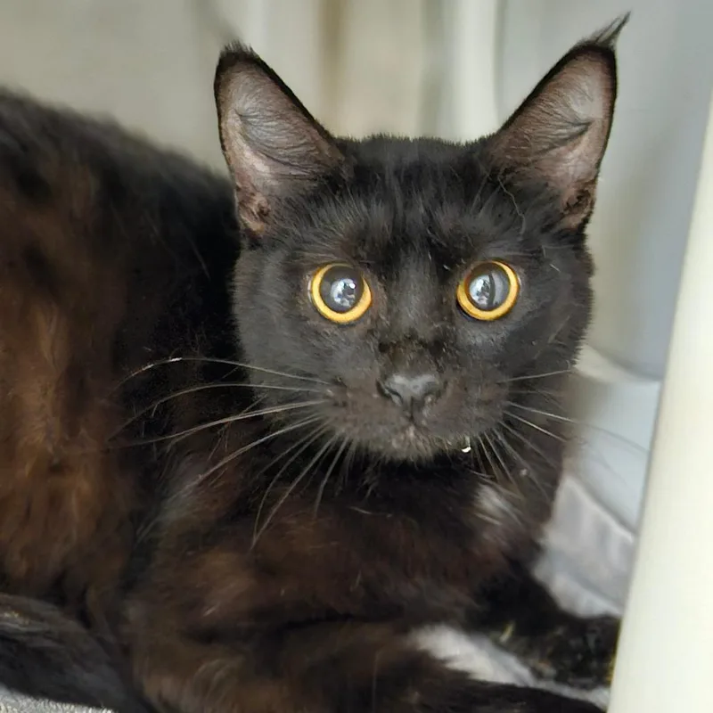 A young medium-sized female Black Domestic Short Hair cat named Love for adoption in Port Townsend, WA