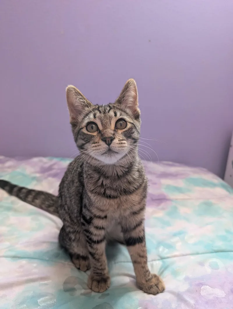 A baby small-sized male Domestic Short Hair cat named Leo for adoption in La Puente, CA