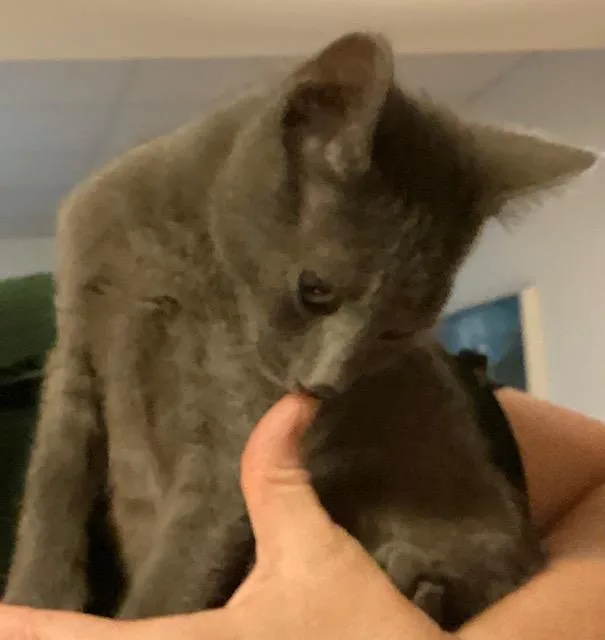 A baby medium-sized male Gray / Blue / Silver Domestic Short Hair cat named Glasgow for adoption in Lemoyne, PA