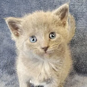 A baby small-sized female Gray / Blue / Silver Domestic Short Hair cat named Furley for adoption in Grand Island, NE