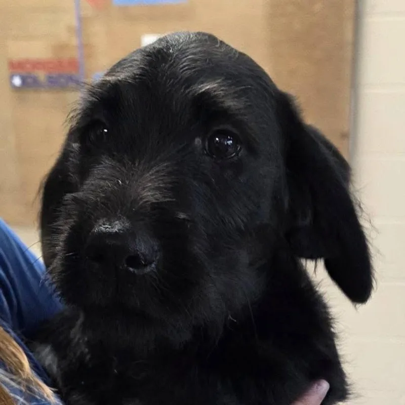 A baby medium-sized female Black Terrier dog named Lisle for adoption in Chantilly, VA