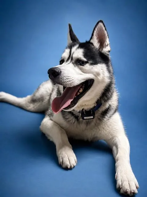 A young medium-sized male Siberian Husky dog named Chief for adoption in Westminster, MD