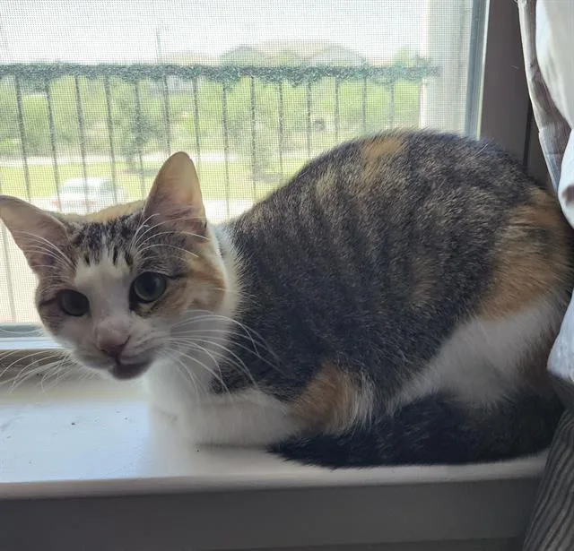 An adult medium-sized female Domestic Short Hair cat named Flora for adoption in San Antonio, TX