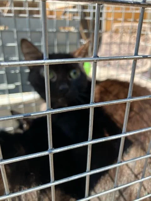 A young small-sized female Domestic Short Hair cat named Rosalie for adoption in Dallas, TX