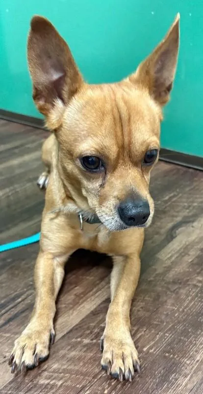 An adult medium-sized male Golden Chihuahua dog named Shrek for adoption in Katy, TX