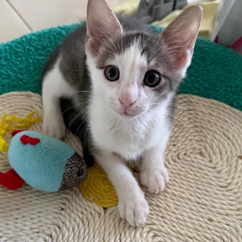 A baby small-sized male White Domestic Short Hair cat named Clammy for adoption in Naples, FL