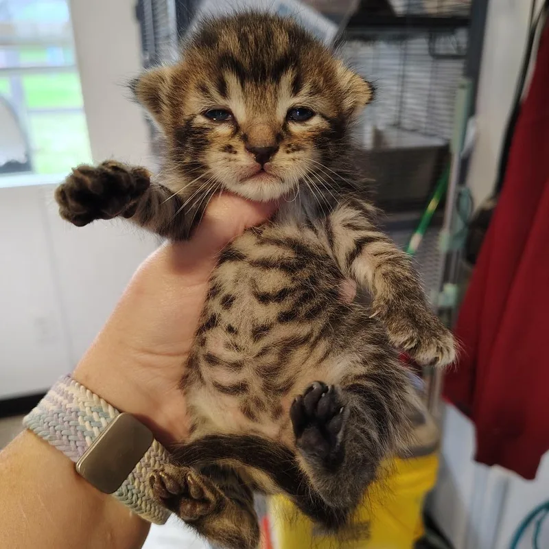 A baby small-sized female Brown / Chocolate Domestic Short Hair cat named Tornado for adoption in Osawatomie, KS