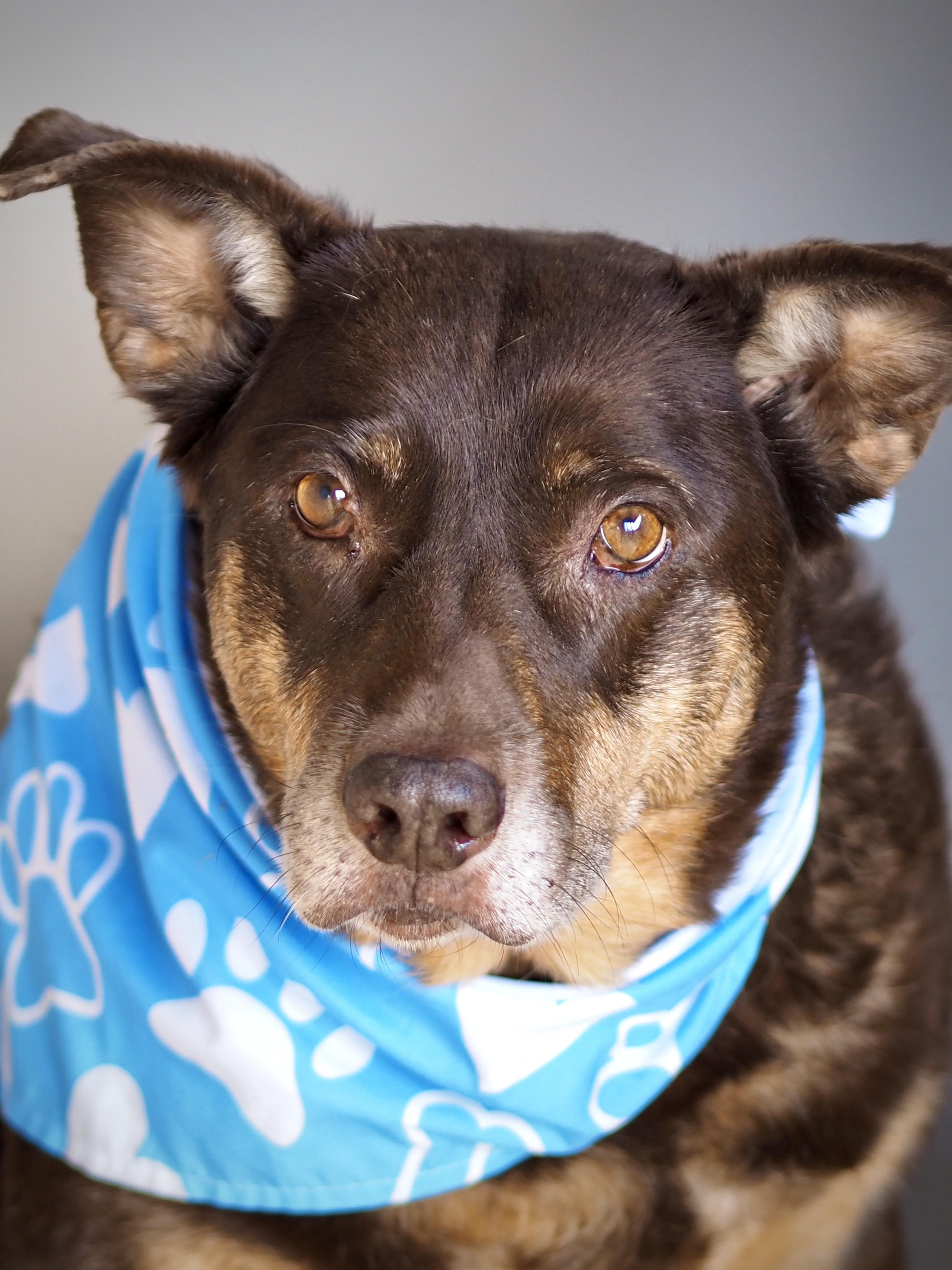 A senior large-sized male Australian Shepherd dog named Kimura for adoption in Buena Vista, CO