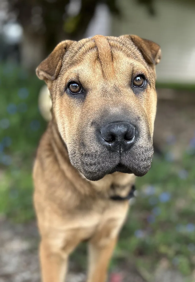 A young medium-sized male Shar-Pei dog named Darwin for adoption in Tigard, OR