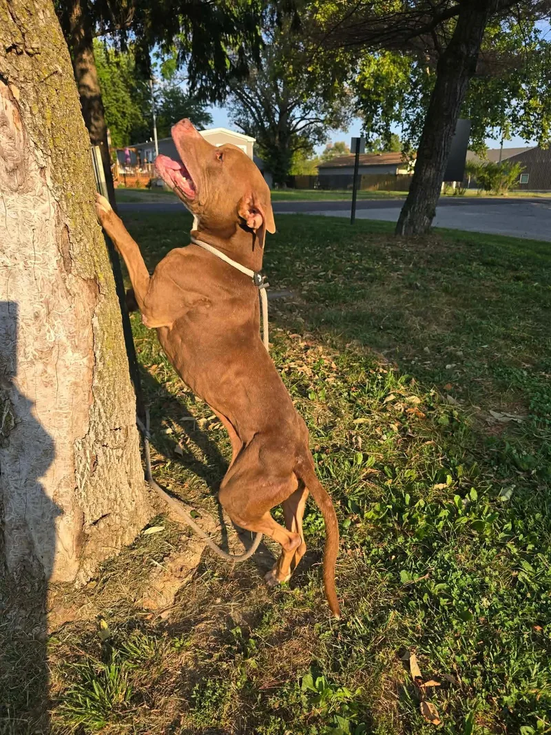 An adult medium-sized male Pit Bull Terrier dog named Hippi for adoption in Springfield, IL