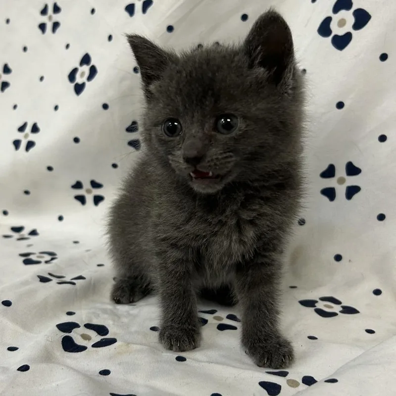 A baby small-sized female Domestic Medium Hair cat named Puff for adoption in Coos Bay, OR