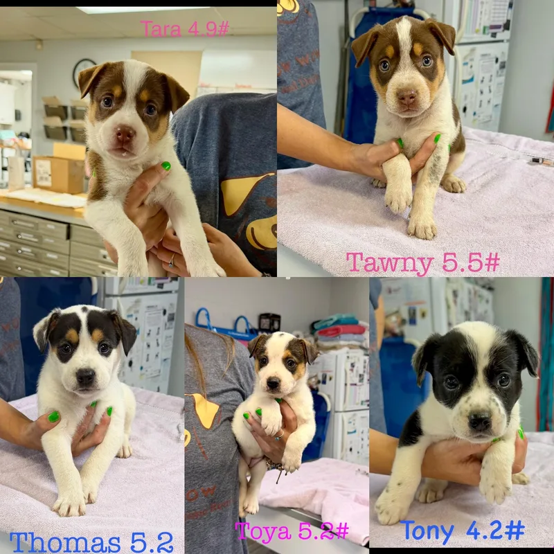 A baby small-sized female Australian Shepherd dog named Tawny for adoption in seaside heights, NJ