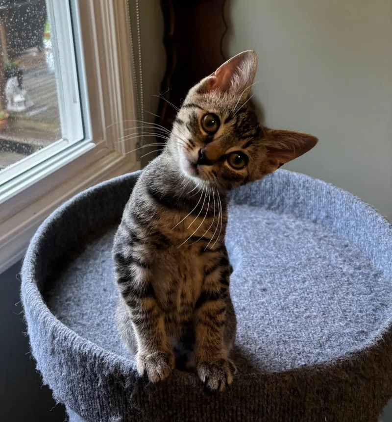 A baby medium-sized male Domestic Short Hair cat named Tc for adoption in Lancaster, PA