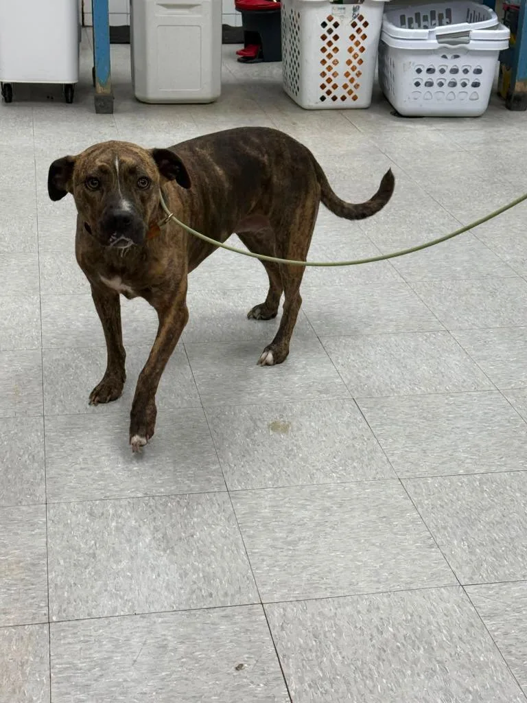 An adult medium-sized female Mixed Breed dog named Najari for adoption in Sorrento, LA