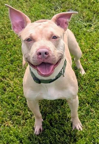 An adult medium-sized female Pit Bull Terrier dog named Jazz for adoption in Akron, OH