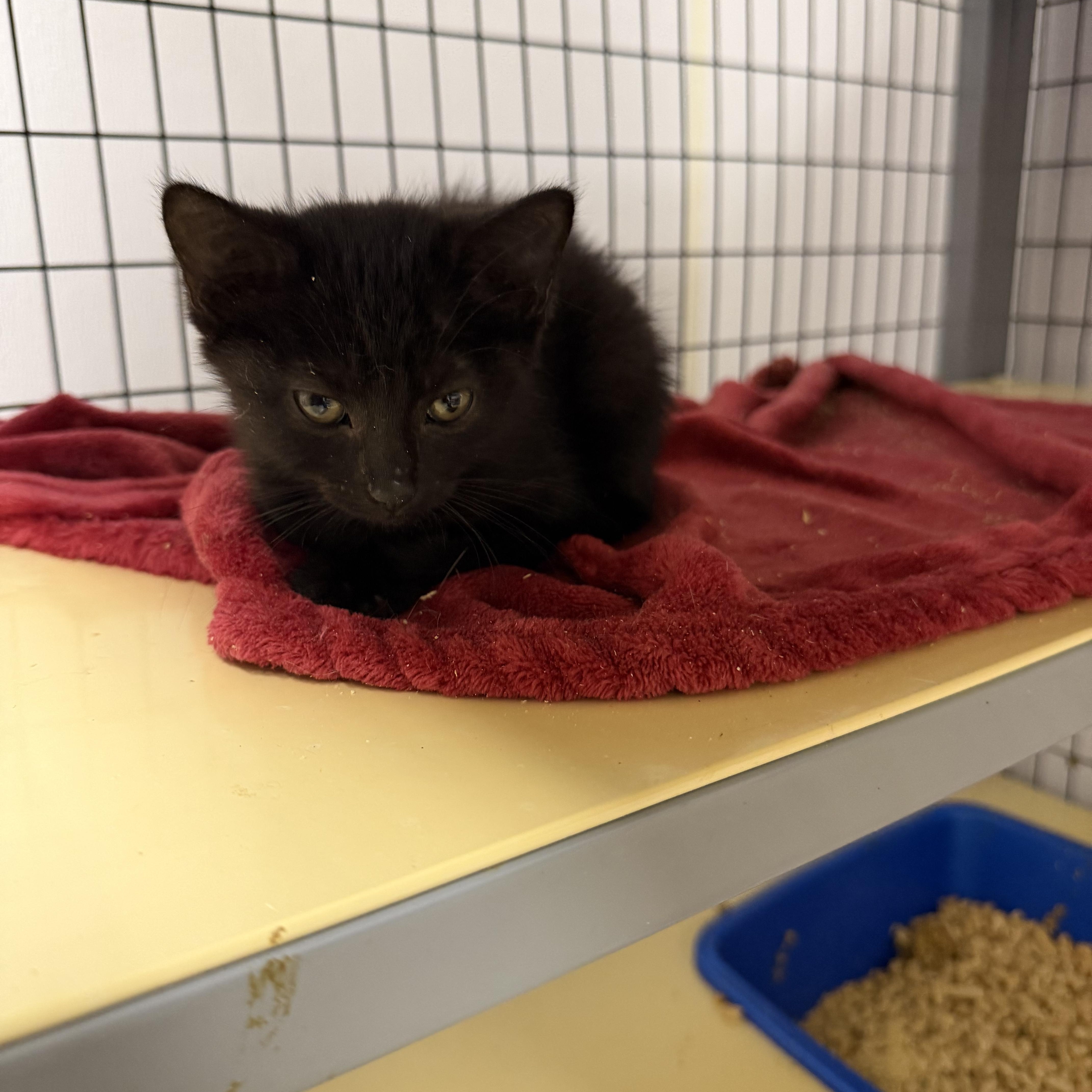 A baby medium-sized female Domestic Short Hair cat named Lucky for adoption in Senatobia, MS