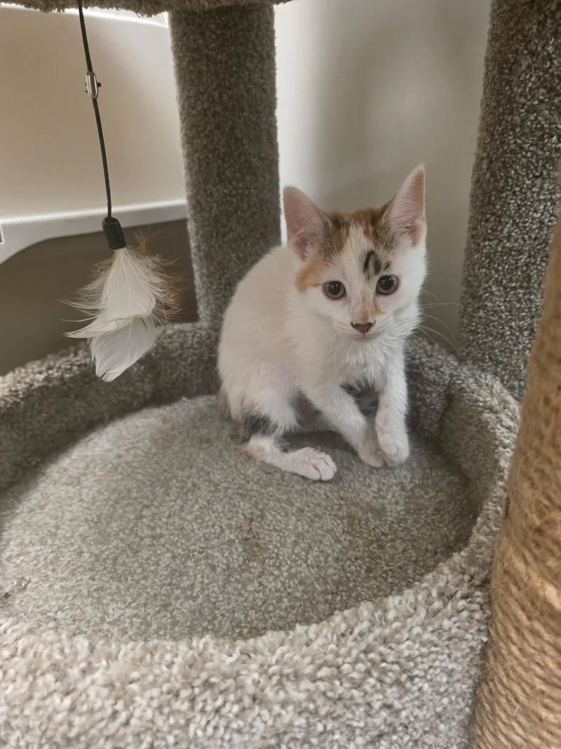 A baby small-sized female Domestic Short Hair cat named Poppy for adoption in Canal Winchester, OH