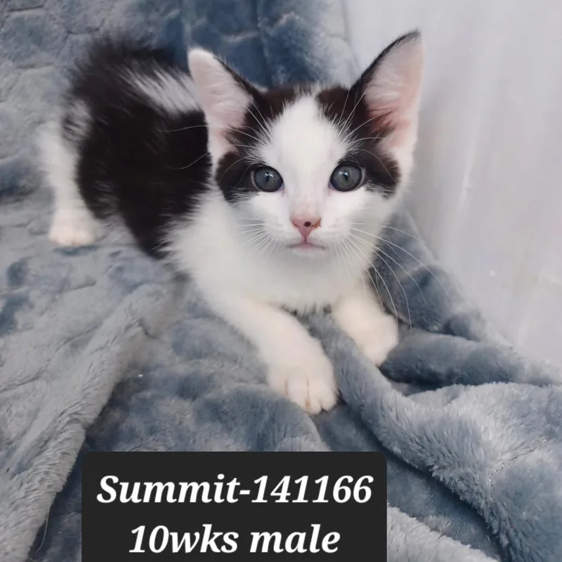 A baby small-sized male Domestic Short Hair cat named Summit for adoption in New Tazewell, TN