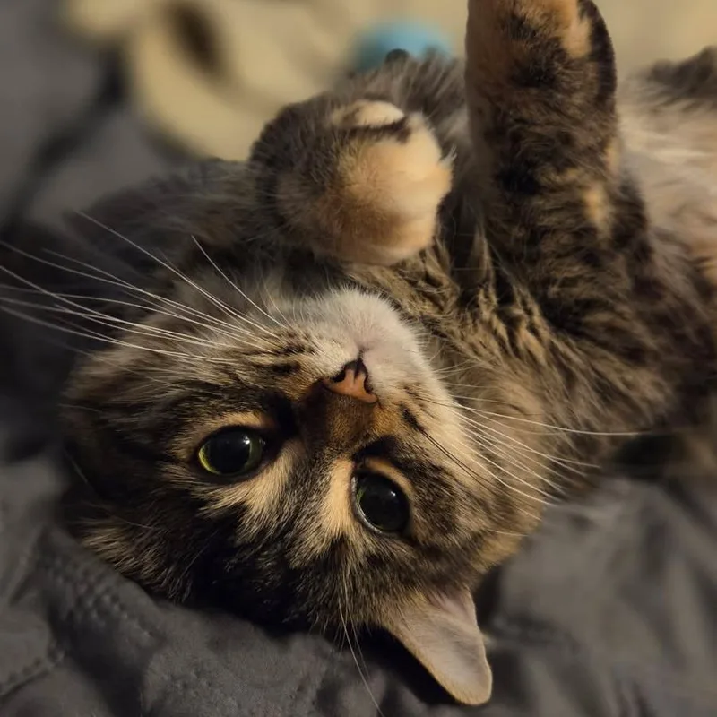 An adult medium-sized female Domestic Long Hair cat named Conifer for adoption in Evanston, IL