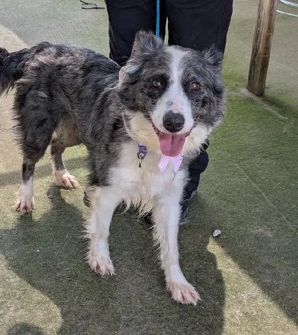 An adult medium-sized female Australian Shepherd dog named Gemini for adoption in Scottsburg, IN