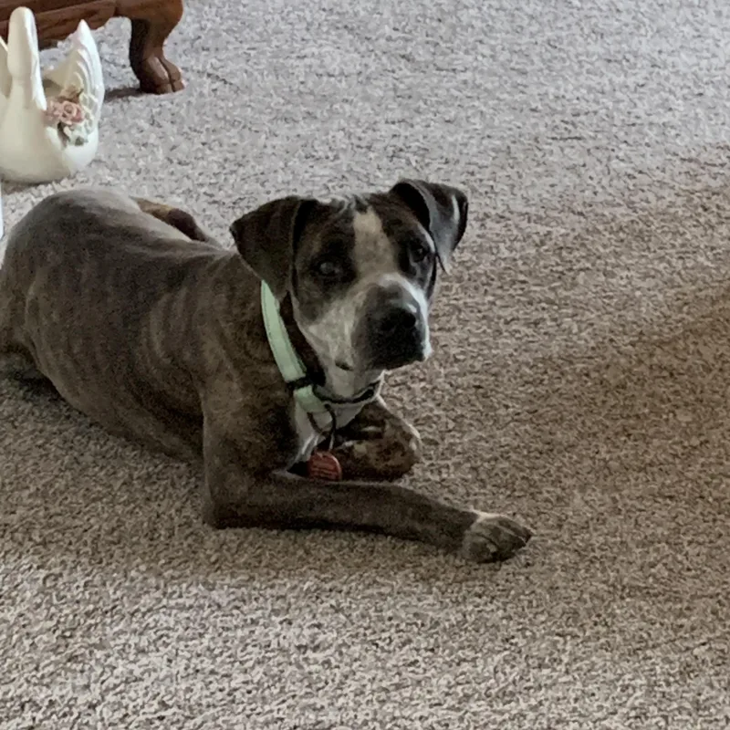An adult medium-sized male Brindle American Staffordshire Terrier dog named Granger for adoption in Seguin, TX