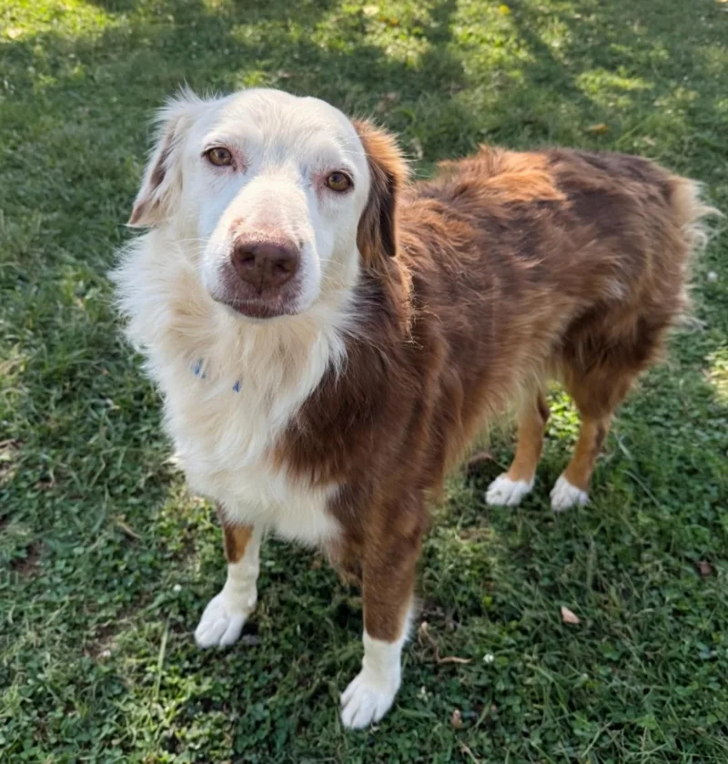 An adult medium-sized female Australian Shepherd dog named Emery for adoption in Dandridge, TN