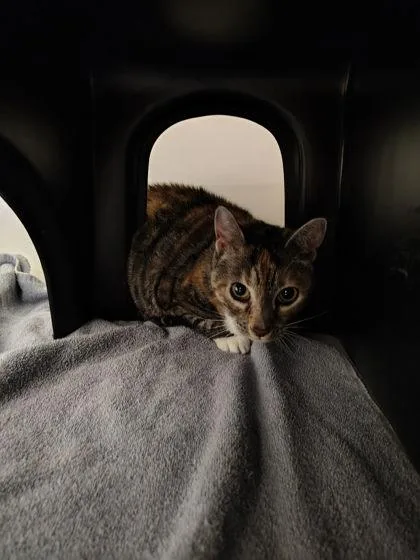 A senior small-sized female Domestic Short Hair cat named Tiger Lily for adoption in Gastonia, NC