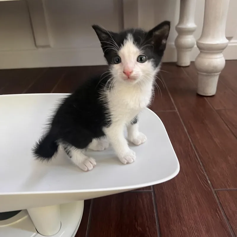 A baby small-sized male Black Domestic Short Hair cat named Cody for adoption in Fredericksburg, VA