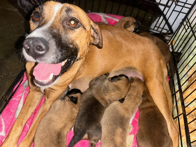 A baby medium-sized female Red / Chestnut / Orange Black Mouth Cur dog named Sophi for adoption in East Flat Rock, NC