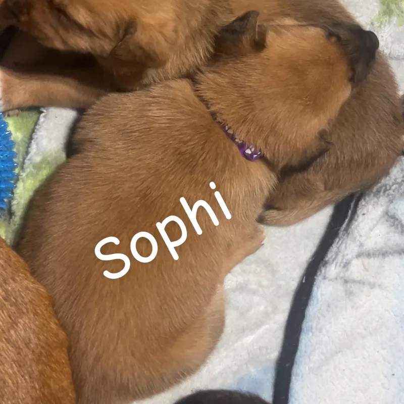 Sophi thumbnail 3