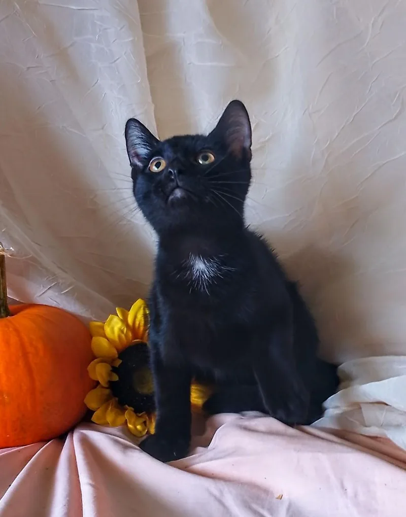 A baby medium-sized male Black Domestic Short Hair cat named Pepper for adoption in Thorofare, NJ