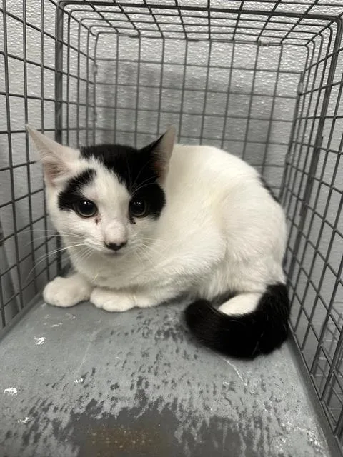 A baby small-sized male Domestic Short Hair cat named Enterprise for adoption in Las Vegas, NV