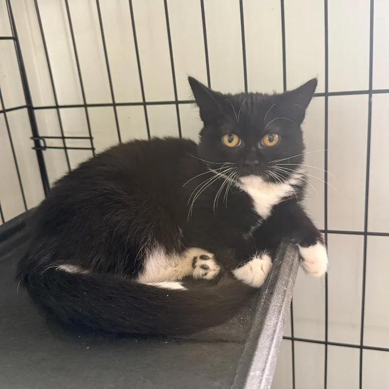 A baby small-sized female Black Domestic Short Hair cat named Tilly for adoption in Alexandria, VA
