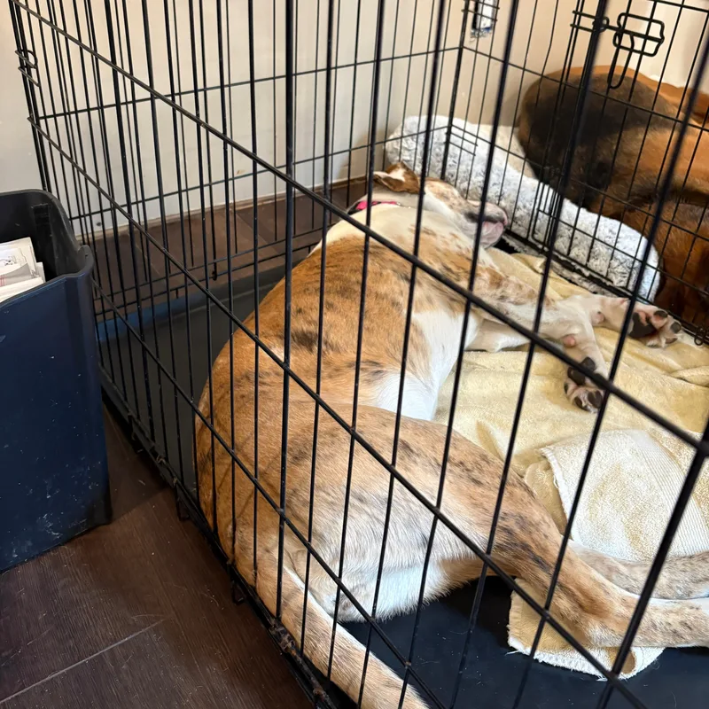 A baby medium-sized female Beagle dog named Lady for adoption in Midland, MI
