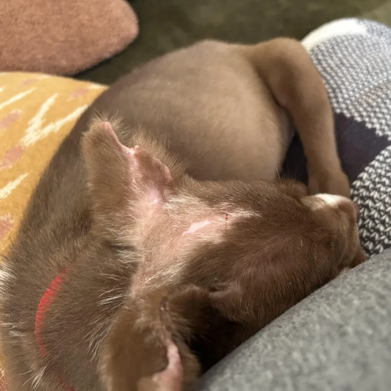 A baby medium-sized male Brown / Chocolate Australian Shepherd dog named Erling for adoption in Normal, IL