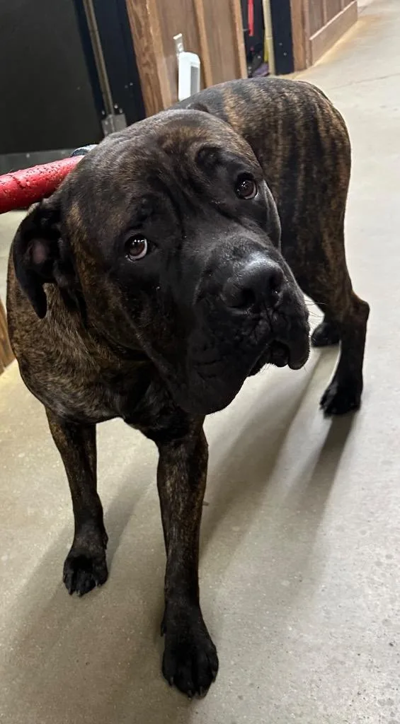 A young extra large-sized male Cane Corso dog named Baked Bean for adoption in Douglasville, GA