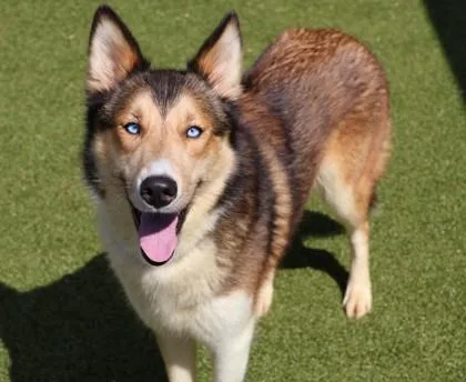 A young large-sized female Mixed Breed dog named Zo for adoption in Athens, GA