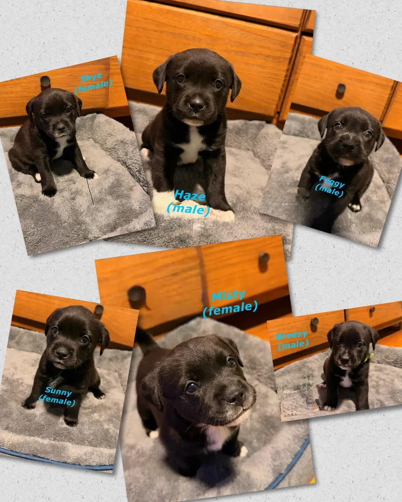 A baby large-sized female Black Golden Retriever dog named Spring Weather Litter for adoption in River Vale, NJ