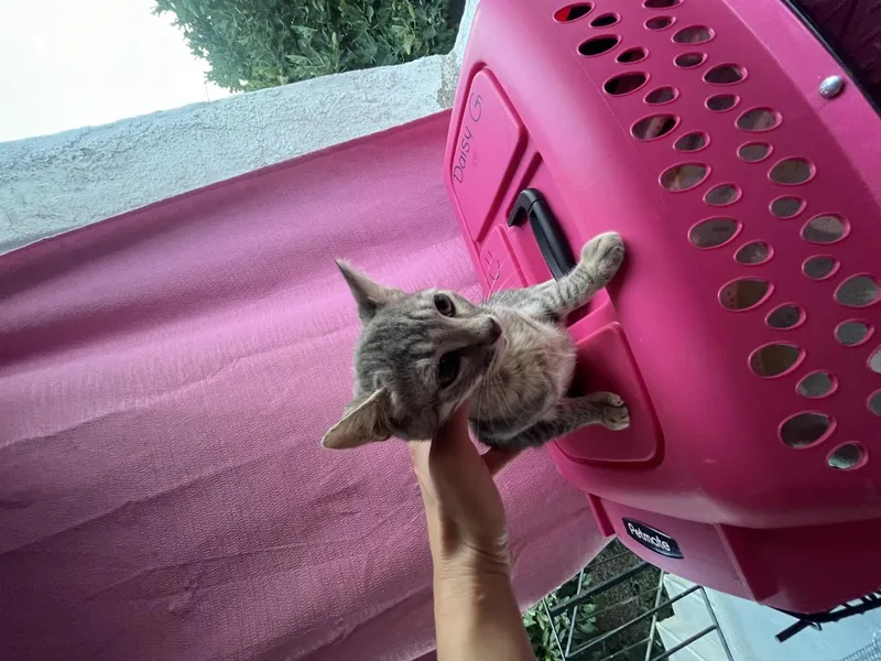 A baby small-sized female Gray / Blue / Silver Domestic Short Hair cat named Dunia for adoption in La Jolla, CA