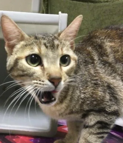 A young small-sized female Domestic Short Hair cat named Momma for adoption in Riverside, CA