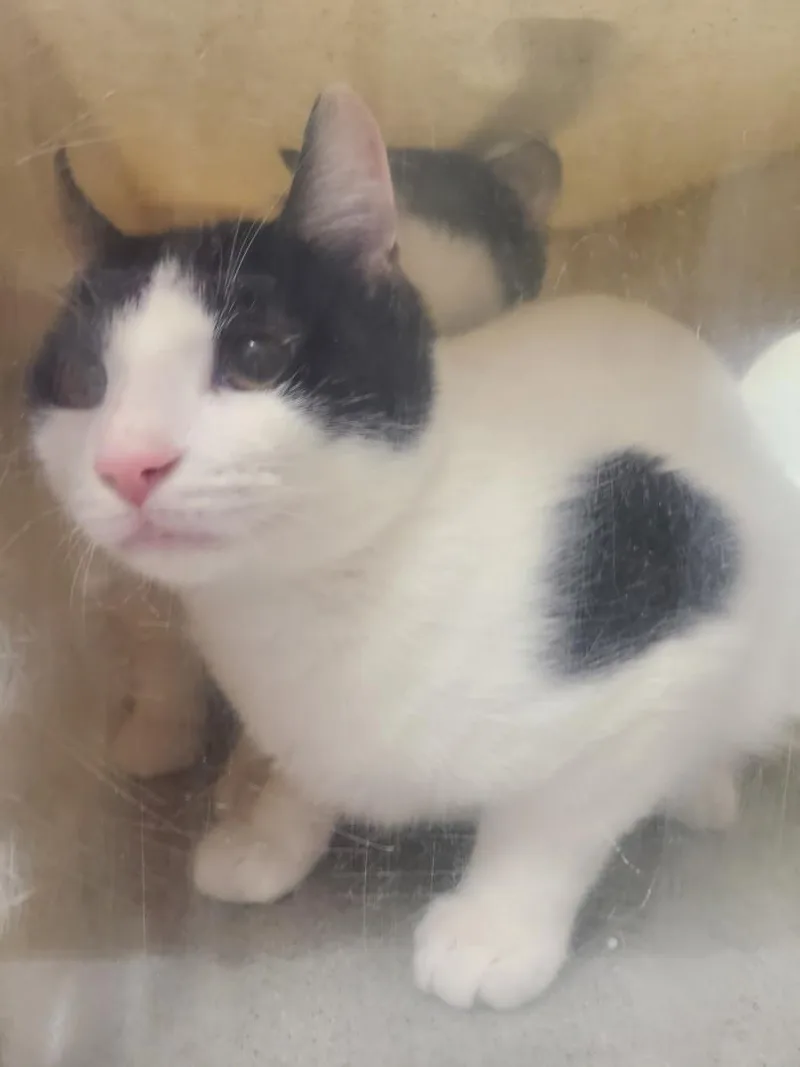 A young medium-sized male Domestic Short Hair cat named Teenage Dirtbag for adoption in Derwood, MD
