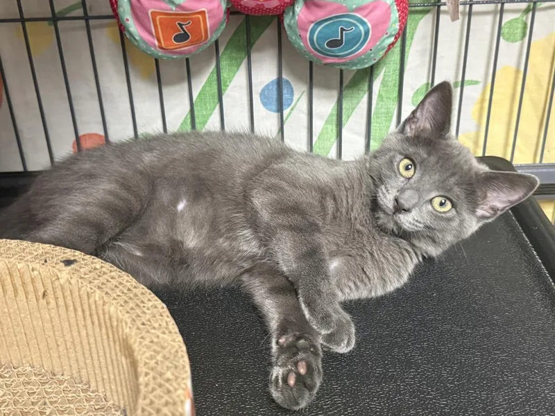 A baby small-sized female Gray & White Domestic Short Hair cat named Fern for adoption in Mount Laurel, NJ