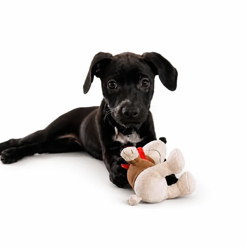 A baby small-sized male Black Mixed Breed dog named Salsa Verde for adoption in Mentor, OH