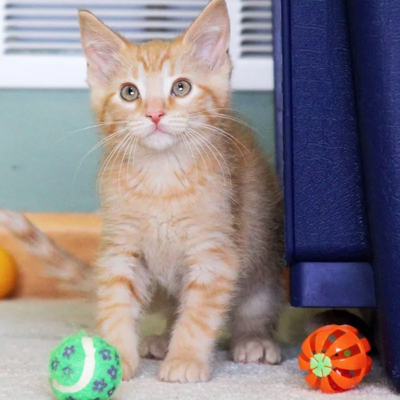 A baby medium-sized male Tabby (Orange / Red) Tabby cat named Pippin for adoption in Kentwood, MI