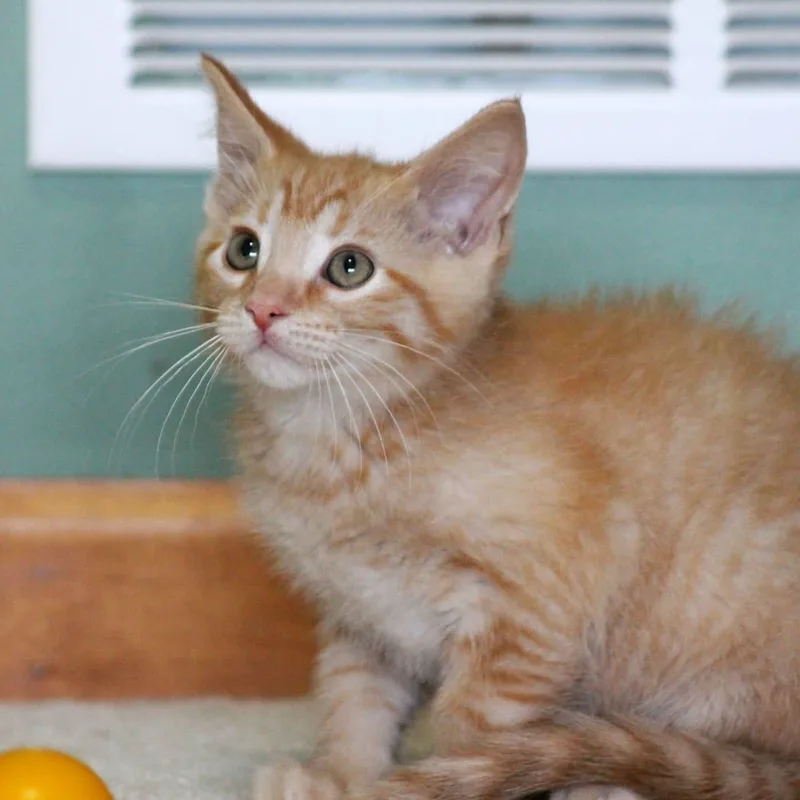 Pippin thumbnail 2