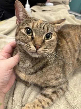 A young medium-sized female Domestic Short Hair cat named Zoie for adoption in Fishers, IN