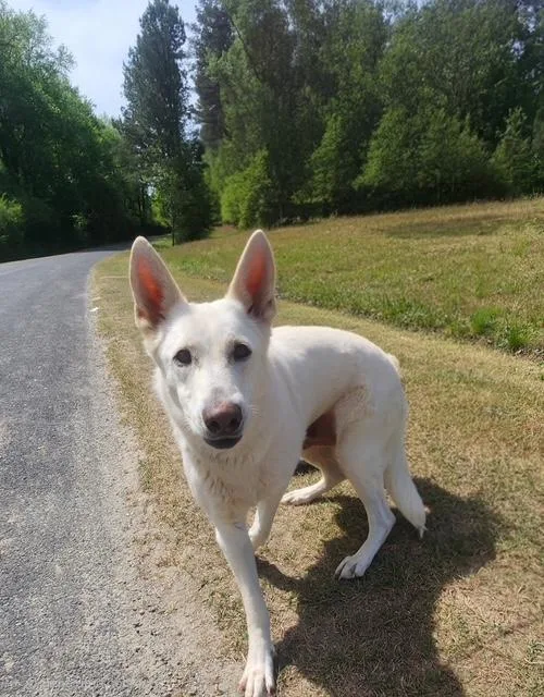 A young large-sized female White / Cream Shepherd dog named Aspen for adoption in Manhasset, NY
