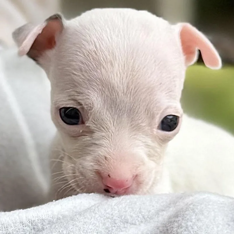 A baby small-sized male White / Cream Mixed Breed dog named Popeye Arriving In for adoption in Berwick, ME